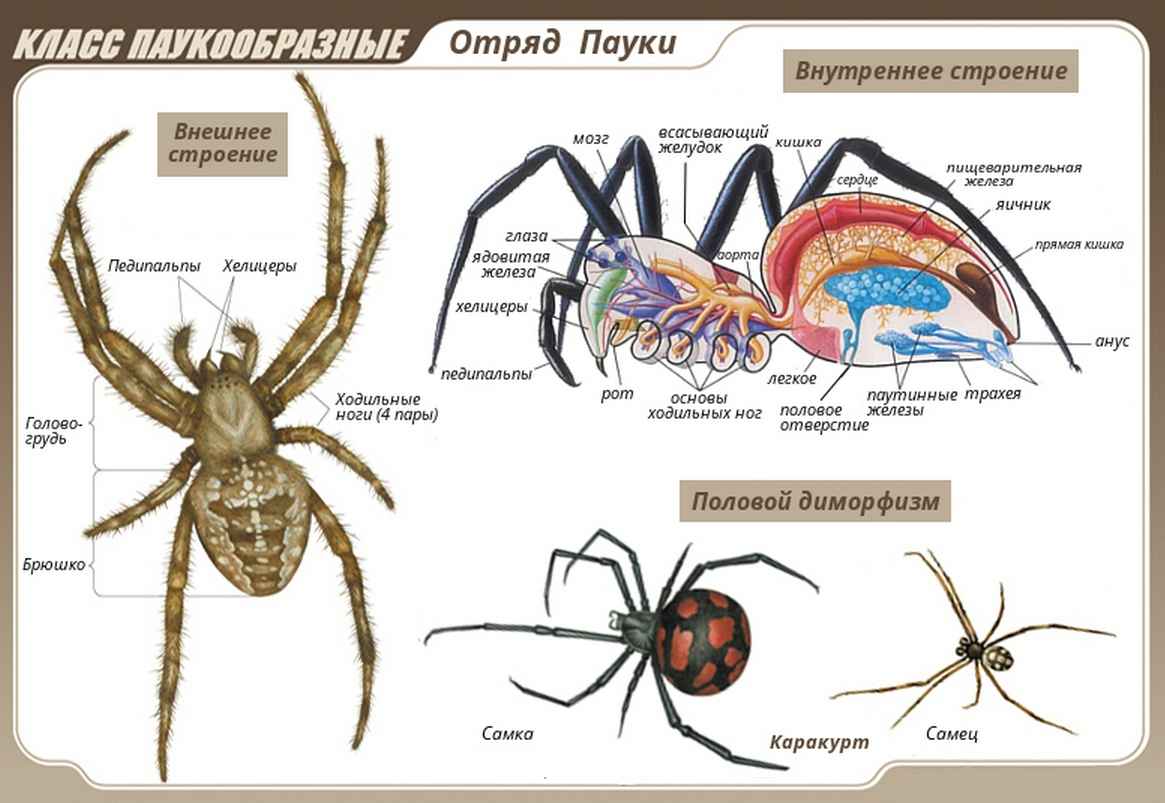 На фото описано про пауков